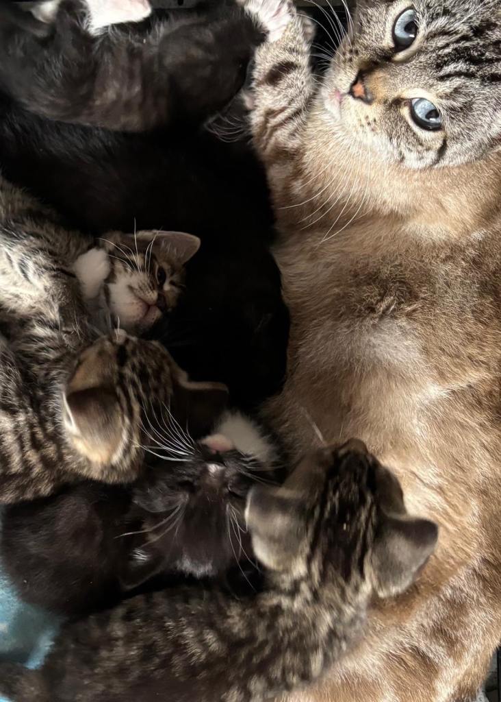 Adorable kittens 