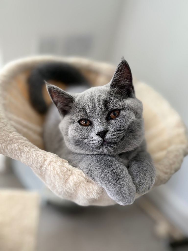 British shorthair kitten 