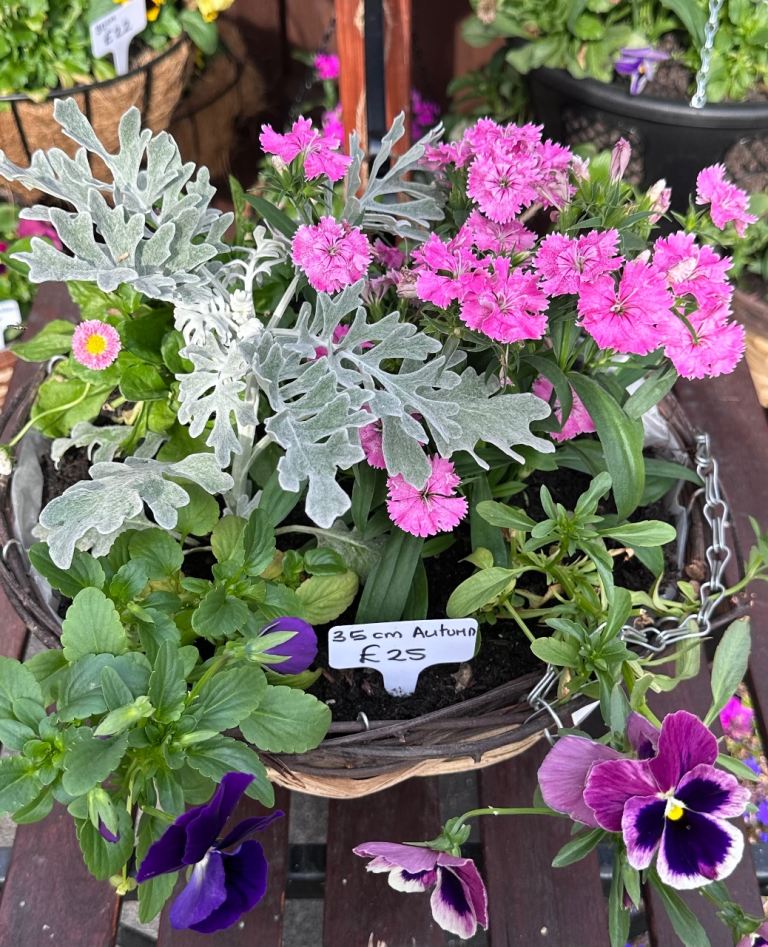 Autumn Hanging Basket with Mixed Plants 35cm