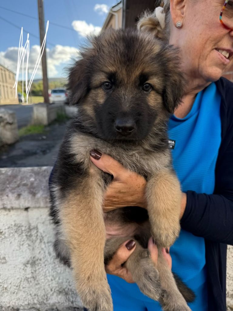 German Shepherd x Caucasian Shepherd x Swiss Shepherd