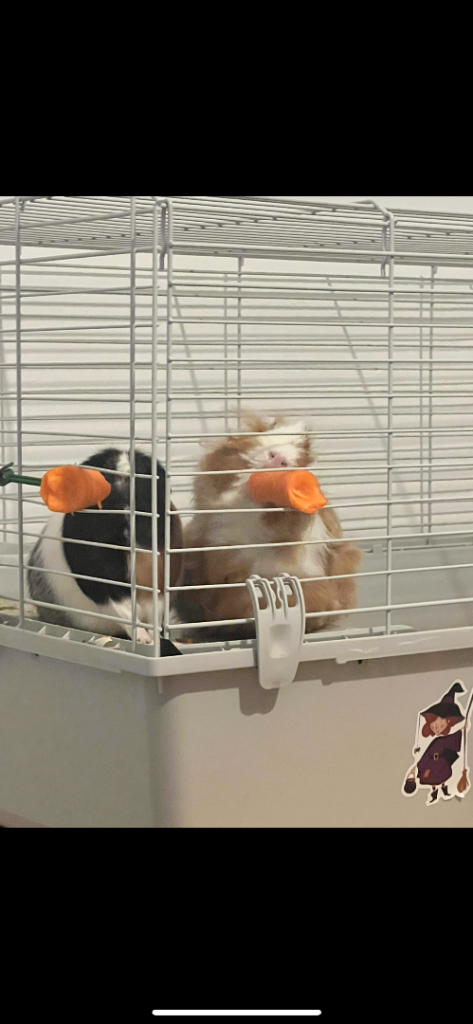image for 2 free female guinea pigs