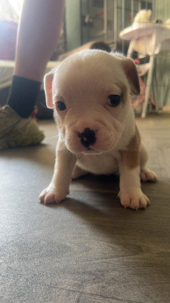 Beautiful puppy 