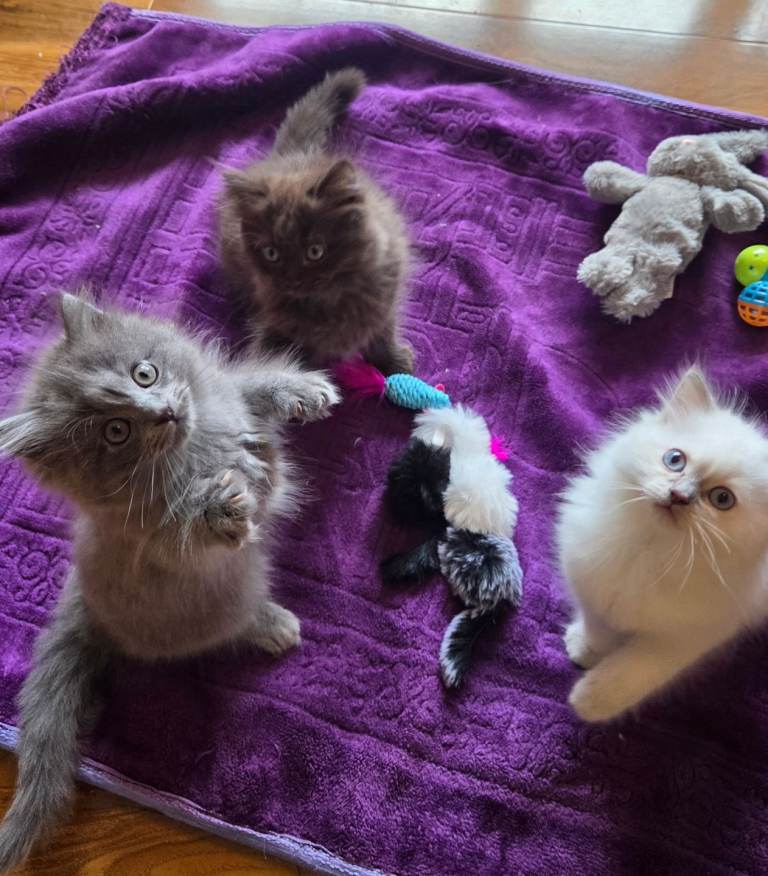3 kittens Persian X Ragdoll 