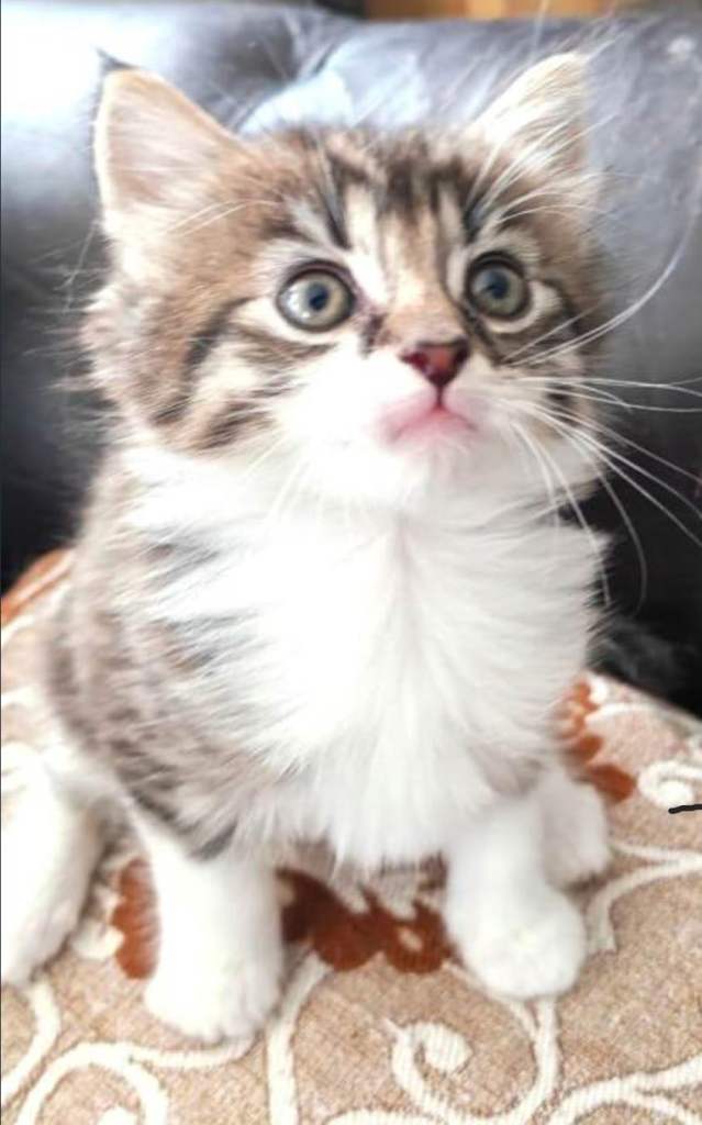 For Sale - Two boys ragdoll maine coon mixed kittens 