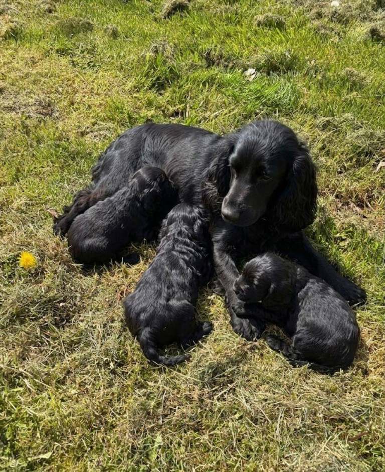 Show type cocker spaniel puppies
