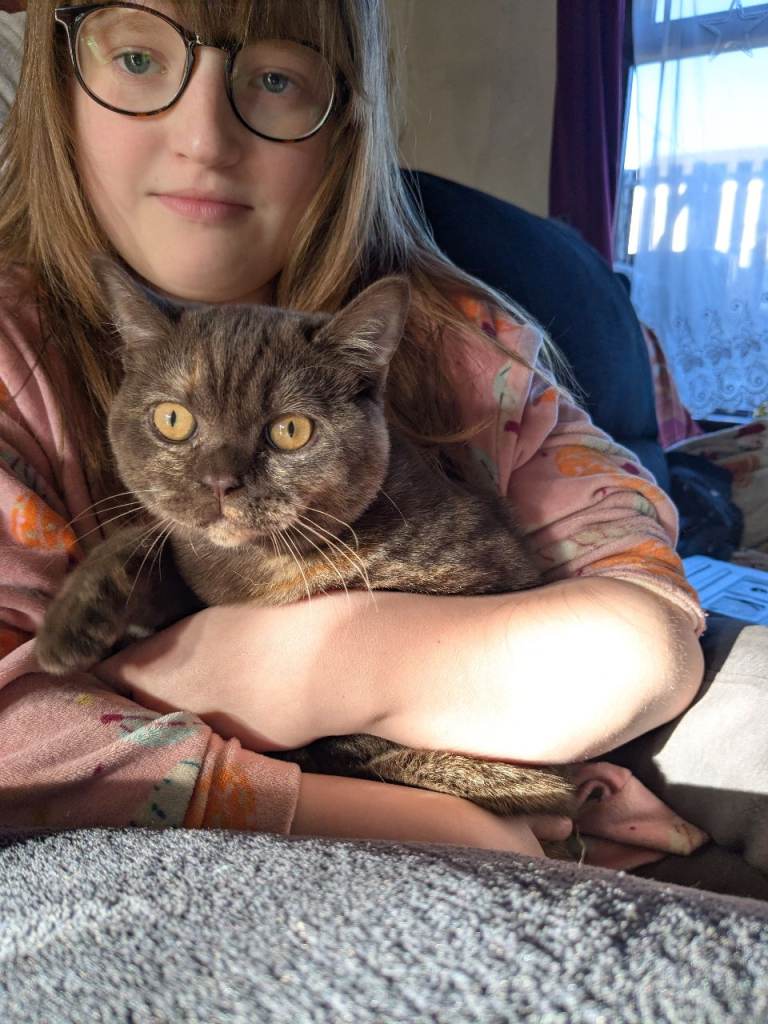 British shorthair kitten .