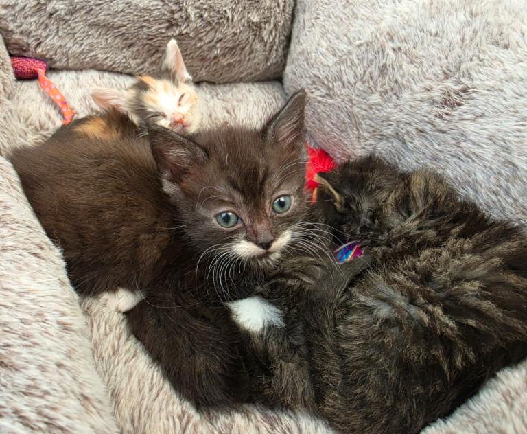 Kittens ready for their homes