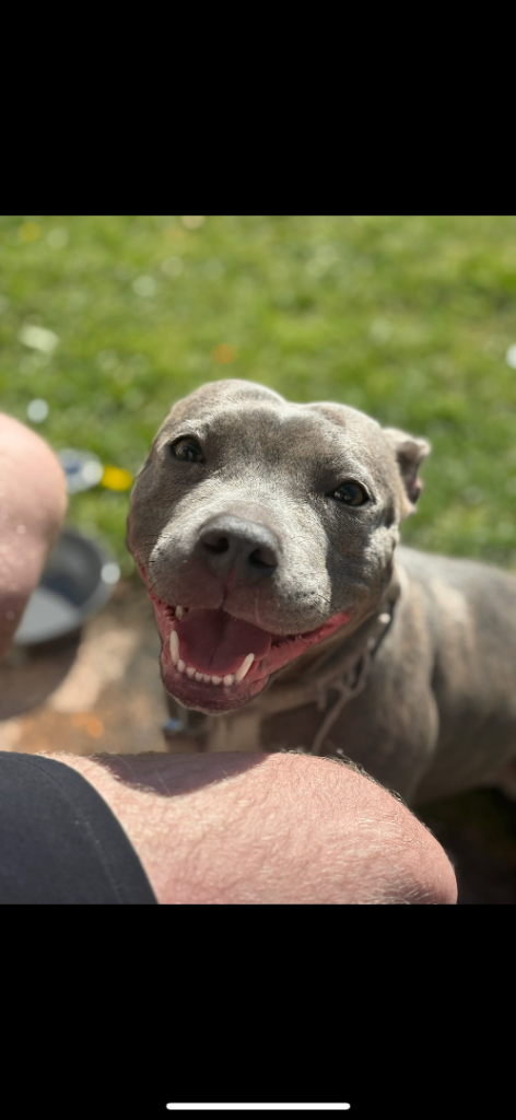 Rehome for my staffy 