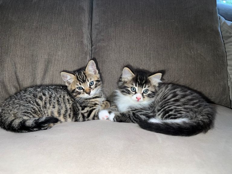 Adorable domestic long hair and shorthair duo 