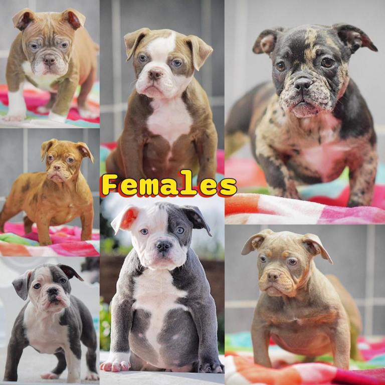 Olde English bulldog, Old Tyme bulldog, bulldog