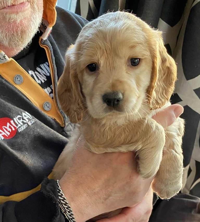 Amazing Cocker Spaniel Puppies .Ready Now