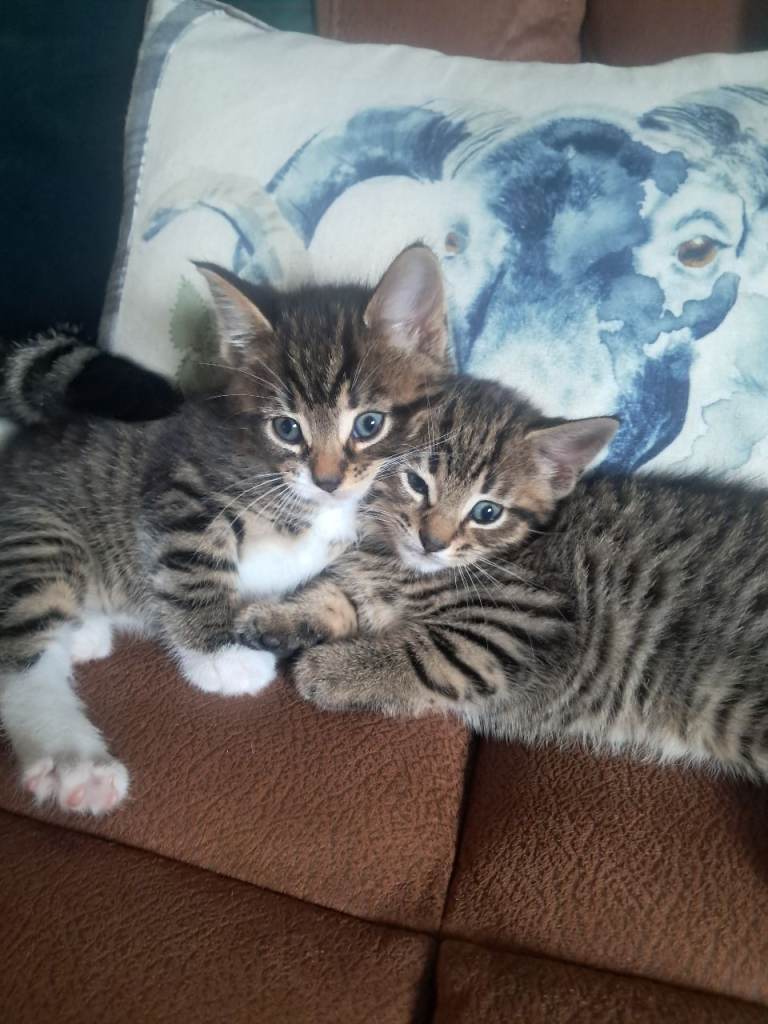 2 BEAUTIFUL KITTENS 😸 AVAILABLE NOW