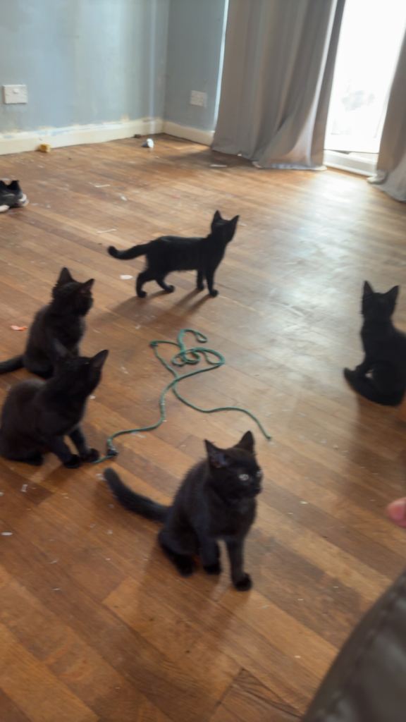 Kittens 