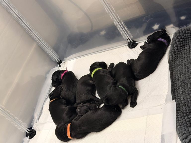 F1b Cockapoo puppies 