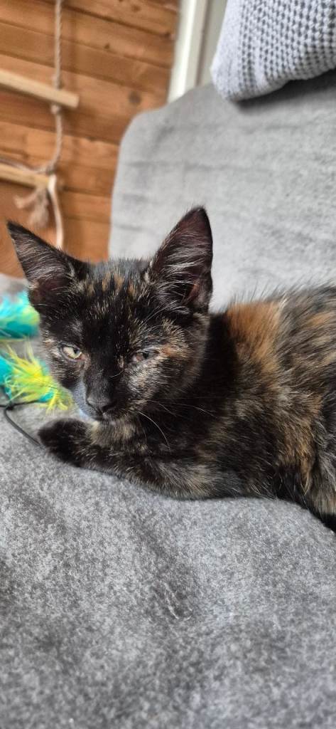 4 months 2 lovely girls for adoption 