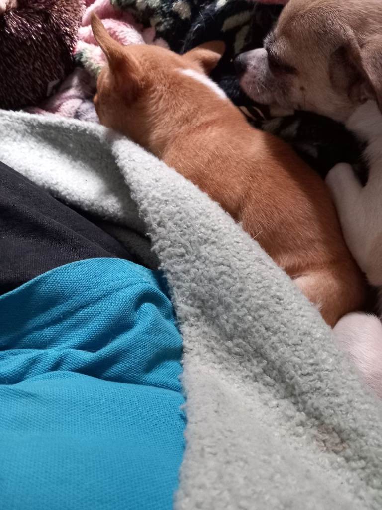  Chihuahua puppy 
