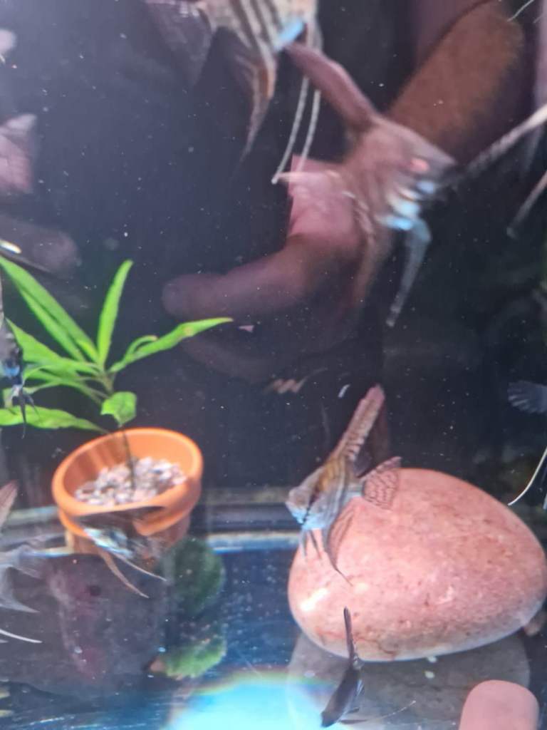 Selling adult and baby angel fish