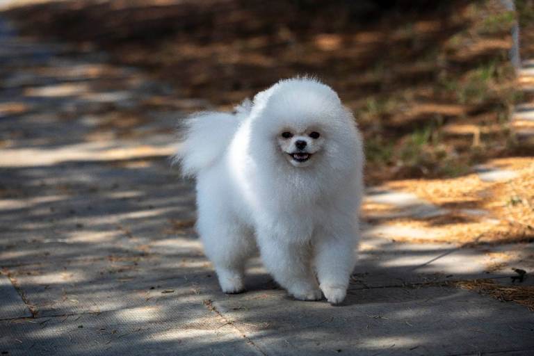handsome boy for sale 