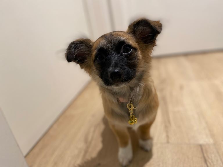 Most beautiful Puppy ever