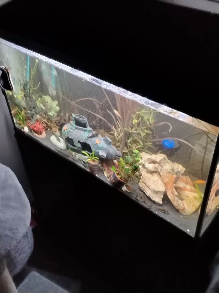 210 litres tank for sale great con with doc fish and goppies 