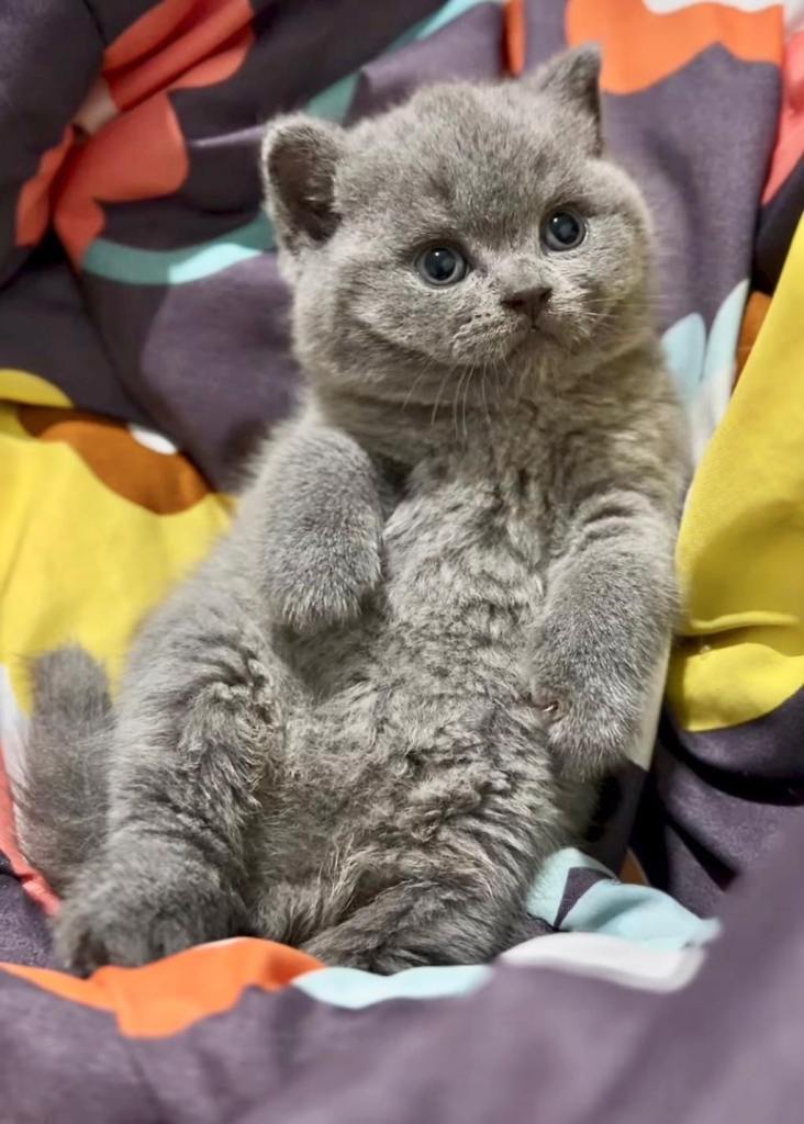 Grey Kittens Cute