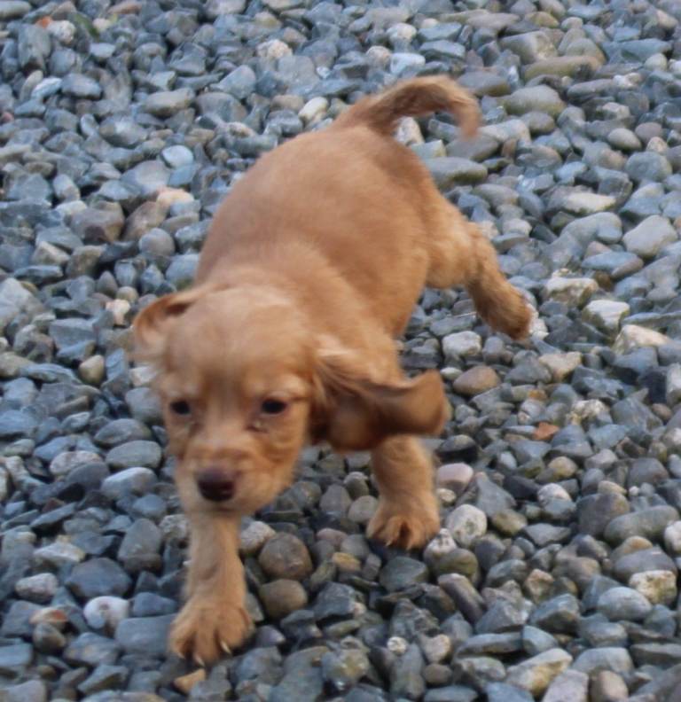 Beautiful Cocker Spaniel Puppies
