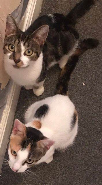 Mother Cats x2 and Kittens x2 in need of loving home