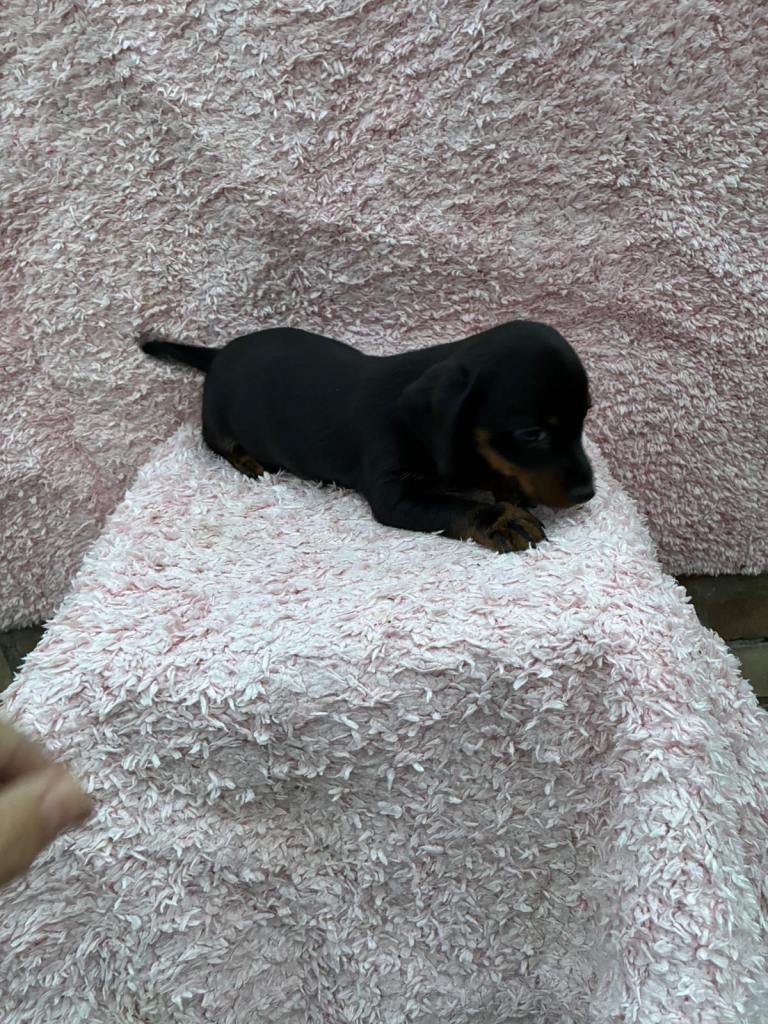Dachshund Puppy’s For Sale