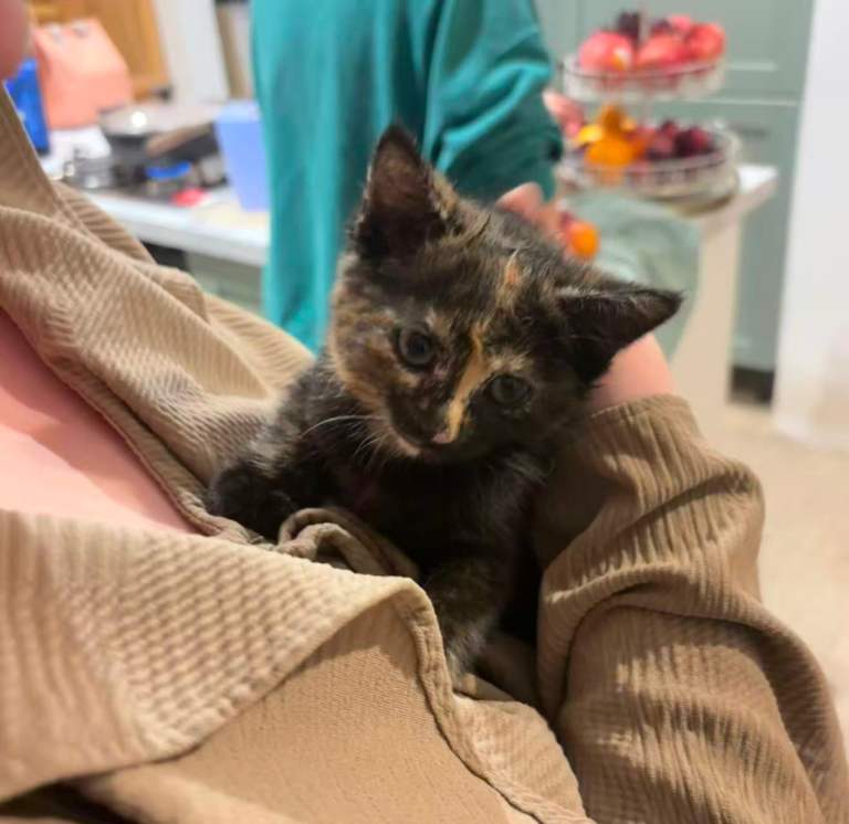 Adorable Tabby Kitten