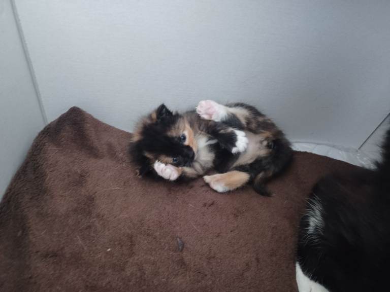 Well socialised kittens
