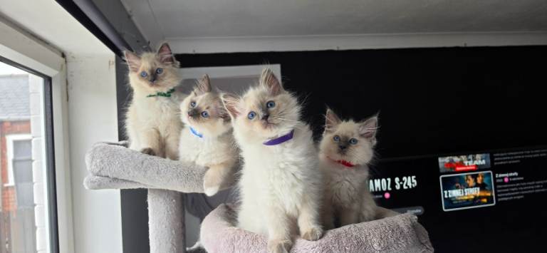 Ragdoll kittens 