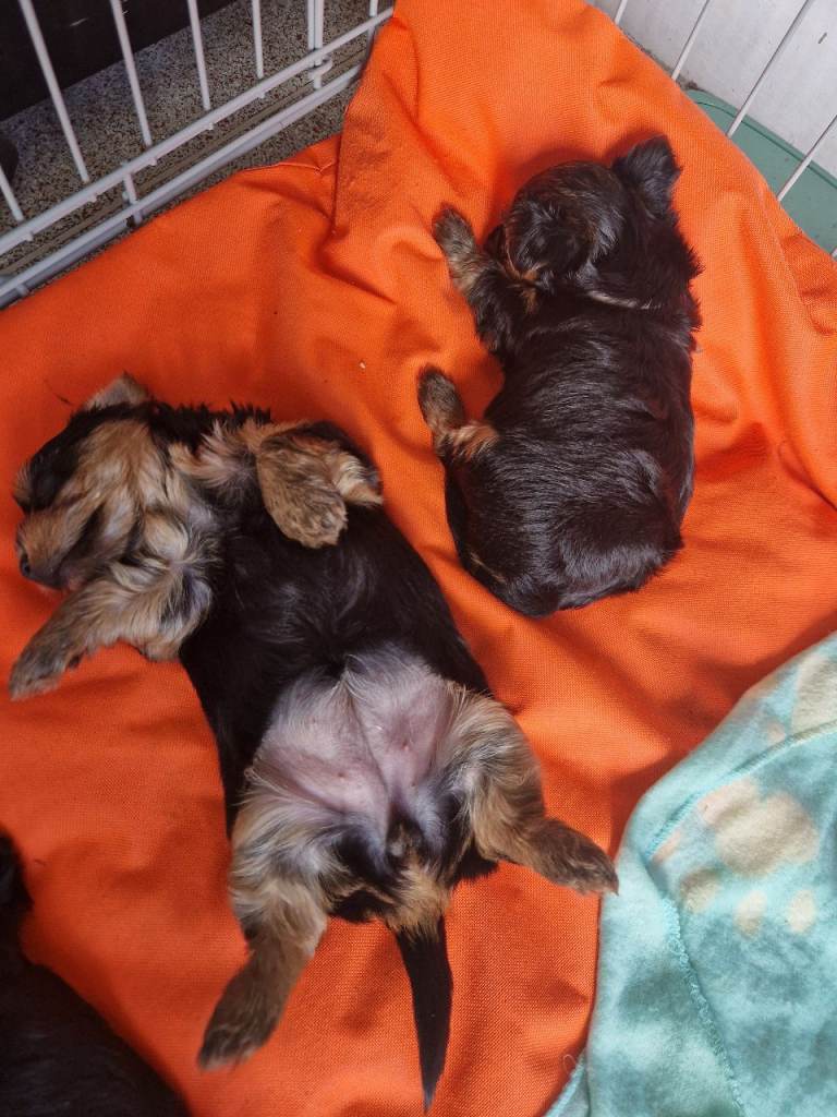 Beautiful yorkies 