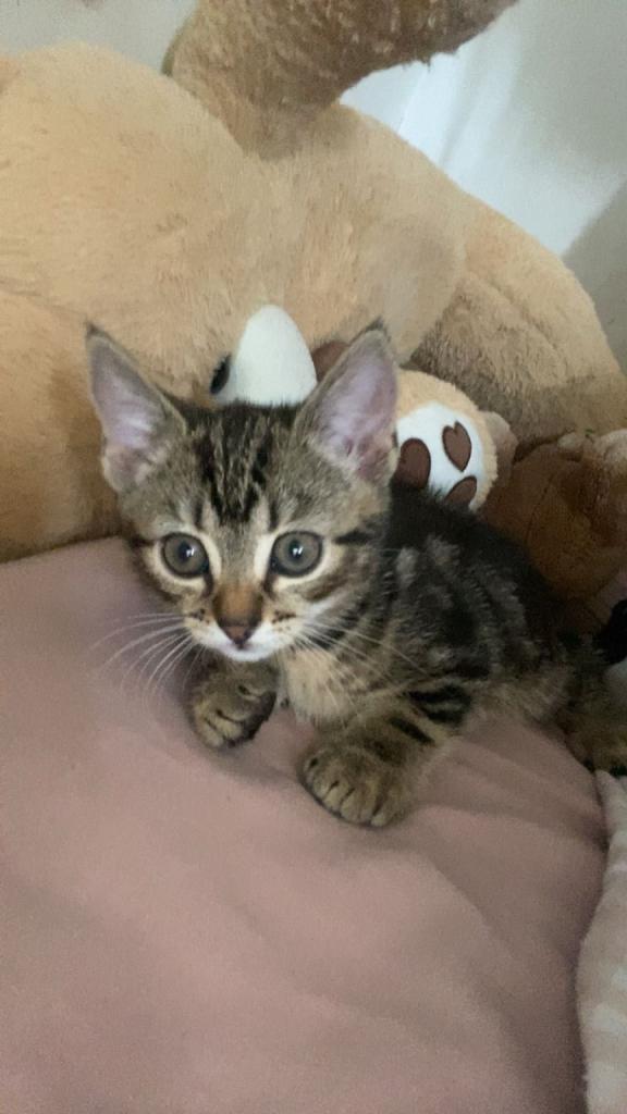 1 male 2 female kittens
