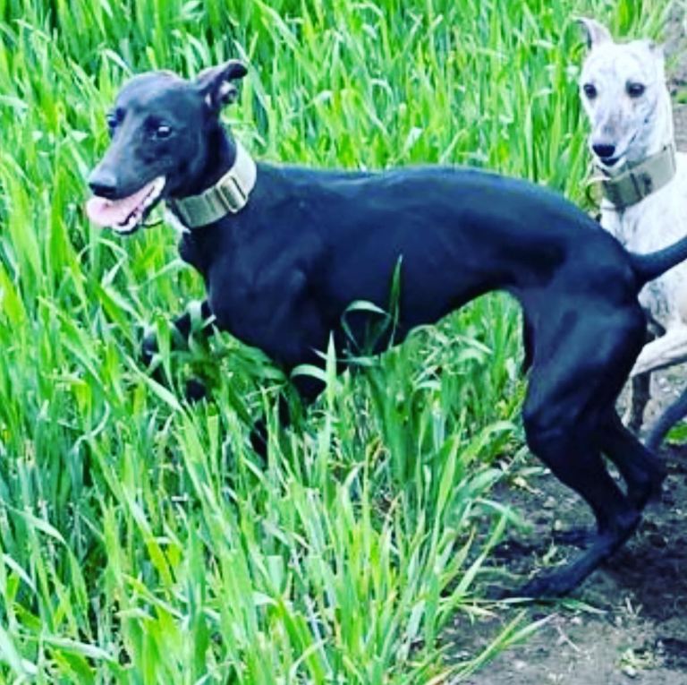 GENUINE BEDDY WHIPPETS 2 BOYS LEFT