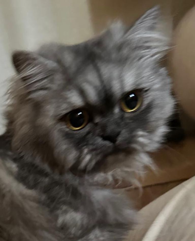 Pure Persian Cat, Male, super friendly , vaccinated, cheeped, 