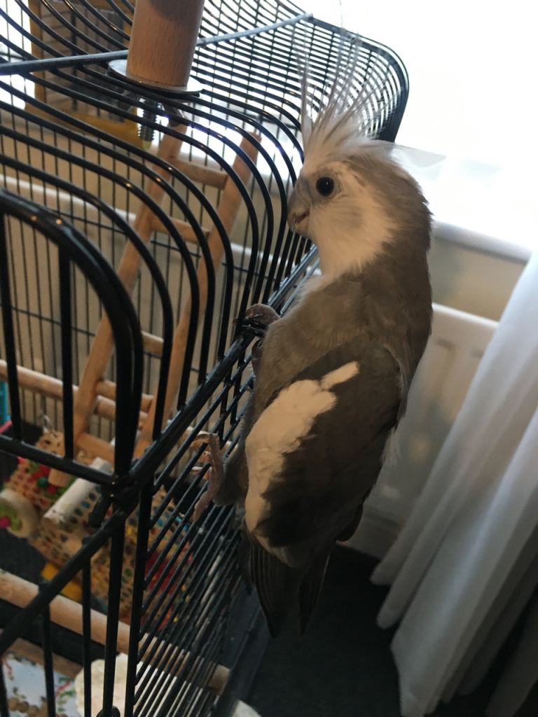 Cockatiel