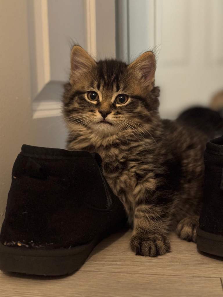 🐾 ADORABLE KITTENS READY FOR THEIR FOREVER HOMES 🐾