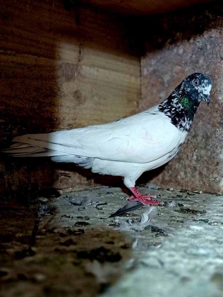 Pakistani pigeon 