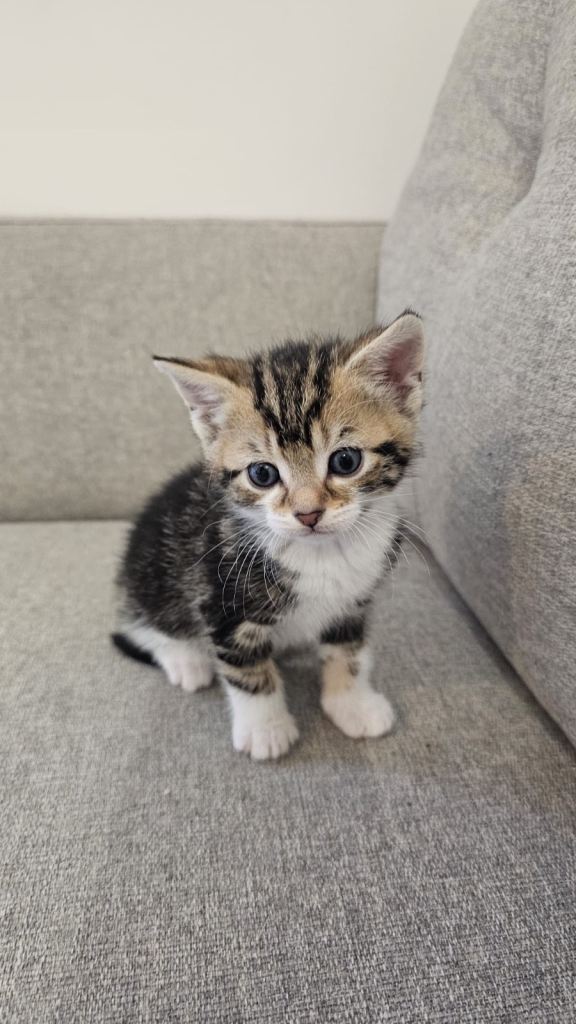 Kitten half bengal half mixed breed tabby