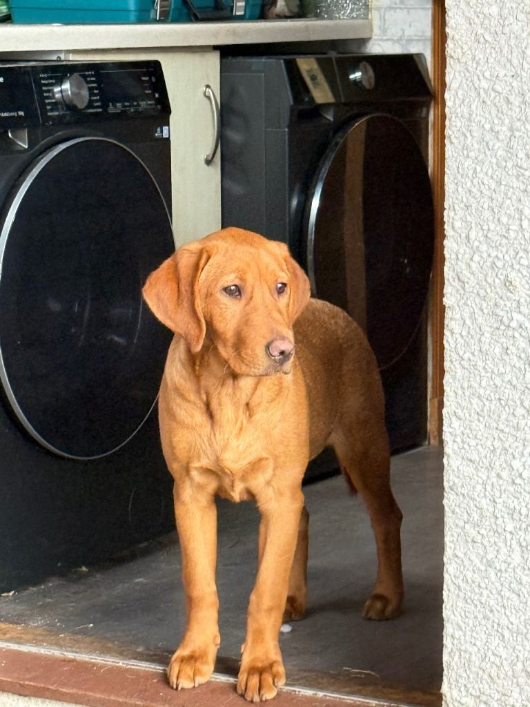Fox red labradors £900 each