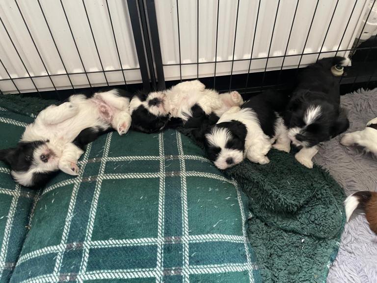 Lhasa apso/shitzu puppies 