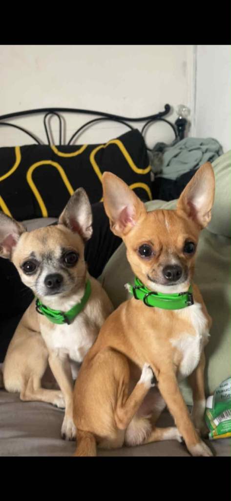 3 year old Chihuahua’s