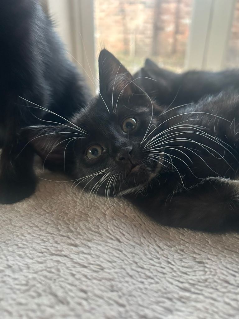 Kittens ready to go 