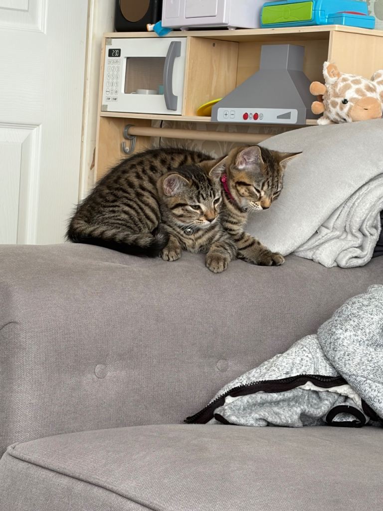 Kittens