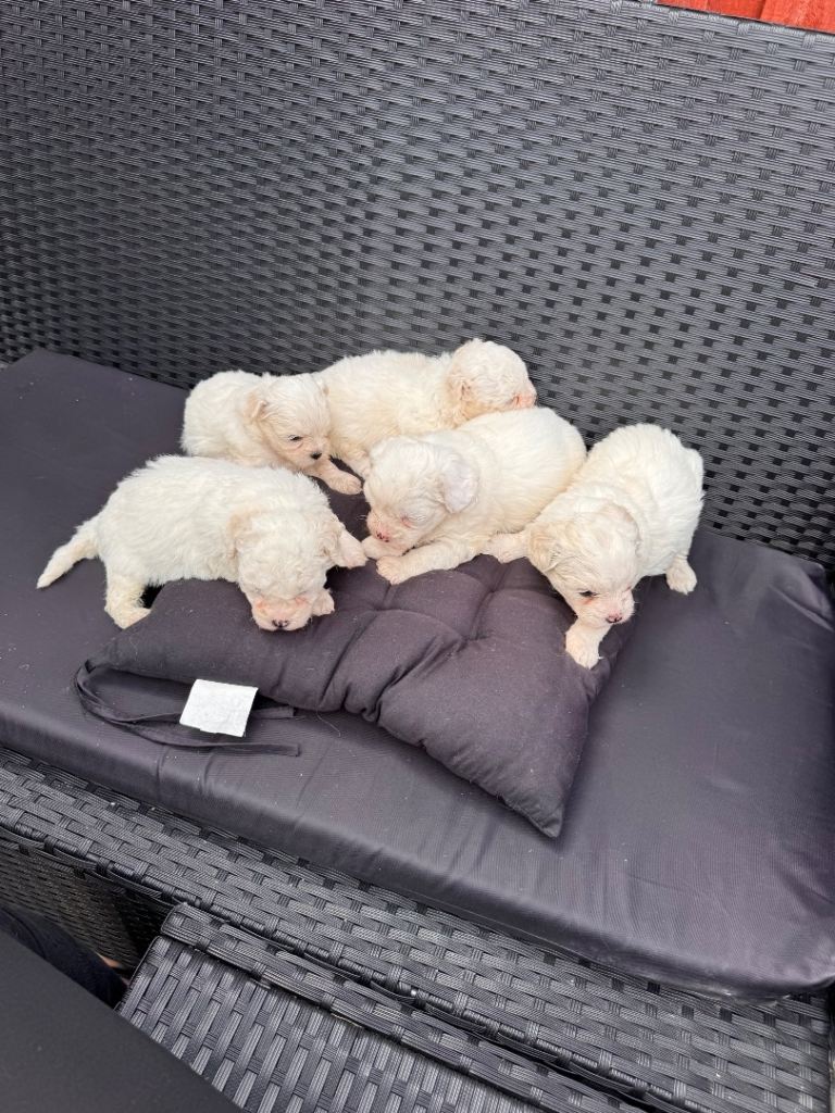  Maltese 