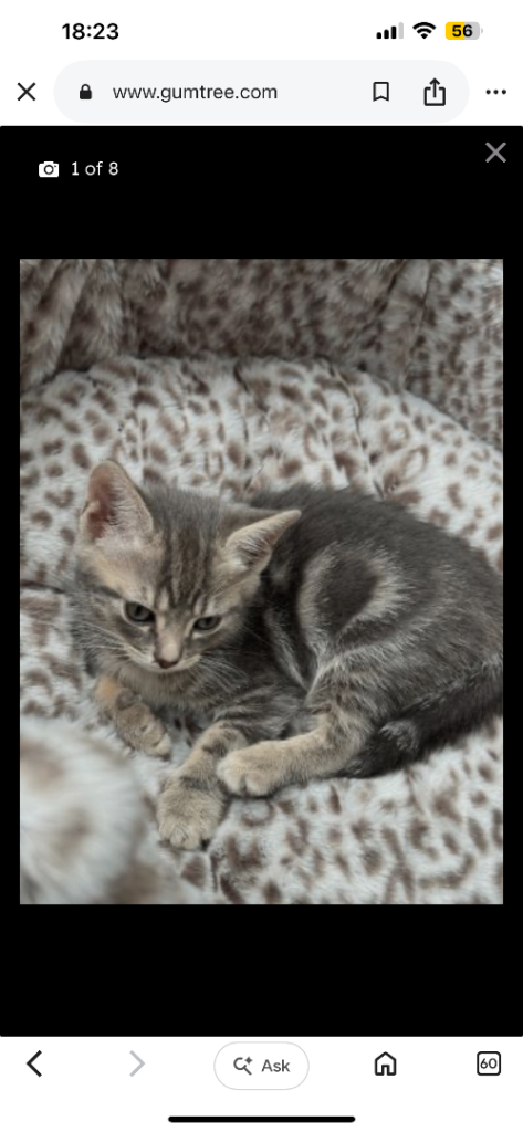 British bangal short hair kitten 9 weekold kitten