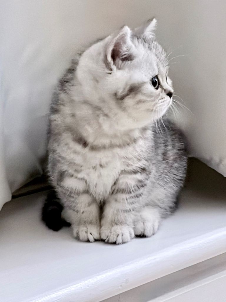 British Shorthair for Sale
