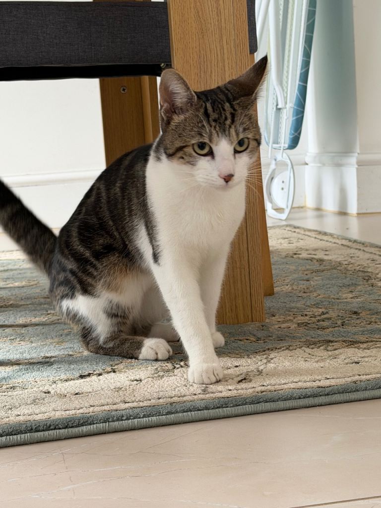 Cute cat boy 7 months kitten