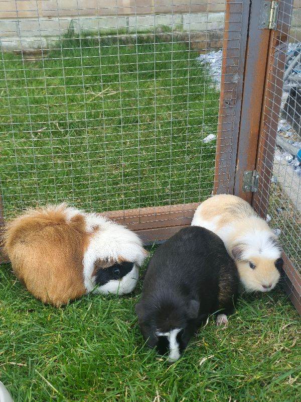 Female guinea pigs 