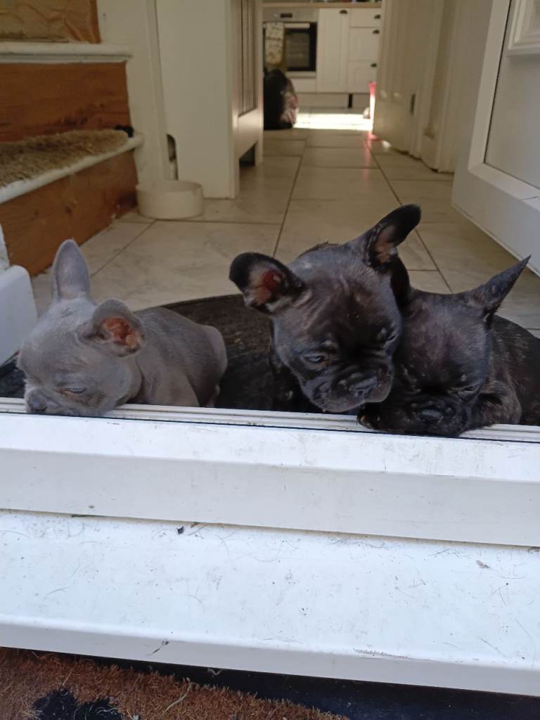 5 male french bulldog puppies for sale